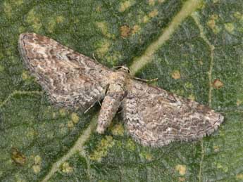 Eupithecia millefoliata Rssl. adulte - Philippe Mothiron