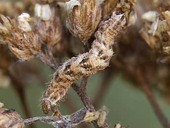  Chenille de Eupithecia millefoliata Rssl. - ©Lionel Taurand