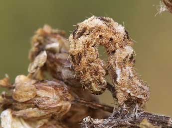  Chenille de Eupithecia millefoliata Rssl. - ©Lionel Taurand