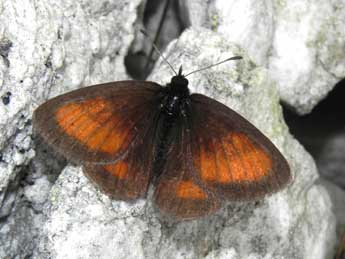 Erebia mnestra Hb. adulte - ©Philippe Mothiron