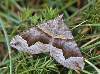 Scotopteryx moeniata Scop. adulte - Lionel Taurand