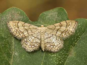 Idaea moniliata D. & S. adulte - ©Lionel Taurand