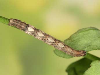  Chenille de Idaea moniliata D. & S. - Heiner Ziegler