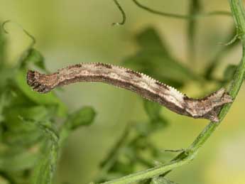  Chenille de Idaea moniliata D. & S. - ©Heiner Ziegler