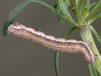  Chenille de Colostygia multistrigaria Hw. - Jeroen Voogd