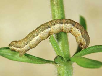  Chenille de Colostygia multistrigaria Hw. - Lionel Taurand