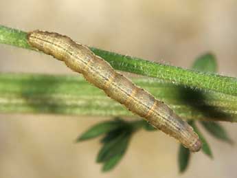  Chenille de Colostygia multistrigaria Hw. - ©Lionel Taurand