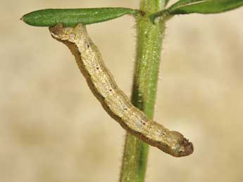  Chenille de Colostygia multistrigaria Hw. - ©Lionel Taurand