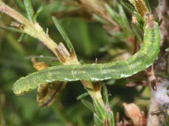  Chenille de Eupithecia nanata Hb. - Philippe Mothiron