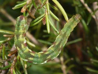  Chenille de Eupithecia nanata Hb. - Philippe Mothiron