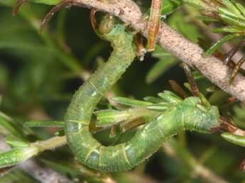  Chenille de Eupithecia nanata Hb. - Philippe Mothiron