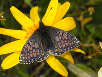 Boloria napaea Hoffmsg adulte - Philippe Mothiron