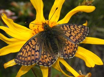 Boloria napaea Hoffmsg adulte - Philippe Mothiron