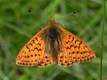 Boloria napaea Hoffmsg adulte - Philippe Mothiron