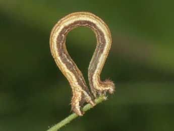  Chenille de Scopula nemoraria Hb. - Wolfgang Wagner, www.pyrgus.de