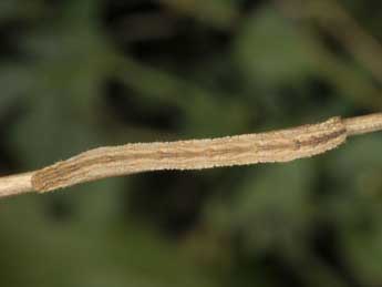  Chenille de Scopula nemoraria Hb. - ©Wolfgang Wagner, www.pyrgus.de