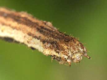  Chenille de Scopula nemoraria Hb. - Wolfgang Wagner, www.pyrgus.de