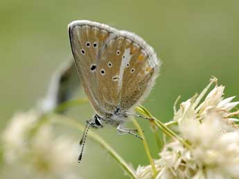 Aricia nicias Meig. adulte - ©Jean-Franois Maradan