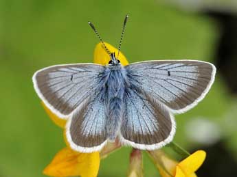 Aricia nicias Meig. adulte - ©Jean-Franois Maradan