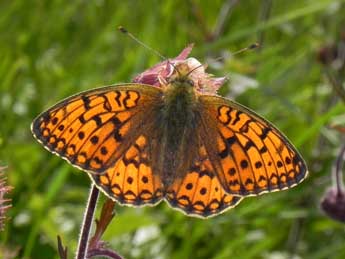 Fabriciana niobe L. adulte - ©Philippe Mothiron