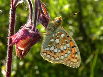 Fabriciana niobe L. adulte - Philippe Mothiron