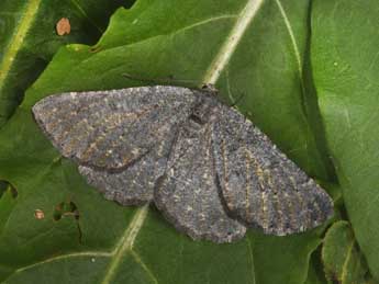 Gnophos obfuscata D. & S. adulte - Philippe Mothiron