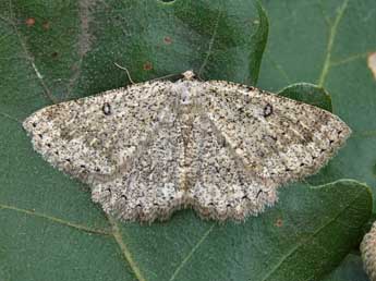 Charissa obscurata obscurata D. & S. adulte - ©Lionel Taurand