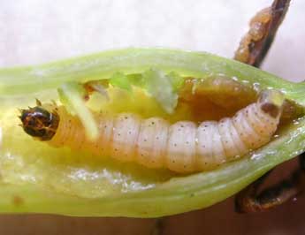  Chenille de Perizoma obsoletata H.-S. - Claude Tautel