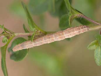  Chenille de Idaea ochrata Scop. - ©Jeroen Voogd