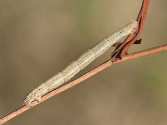  Chenille de Idaea ochrata Scop. - Jeroen Voogd