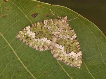 Colostygia olivata D. & S. adulte - ©Philippe Mothiron