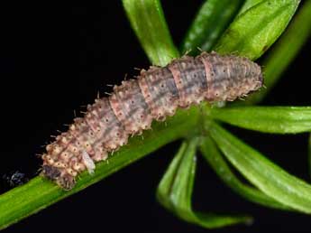  Chenille de Colostygia olivata D. & S. - Kimmo Silvonen