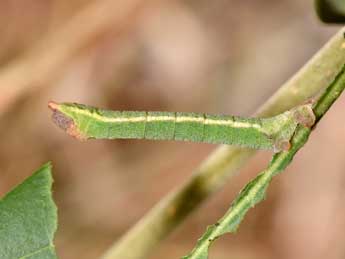  Chenille de Xenochlorodes olympiaria H.-S. - ©Philippe Mothiron