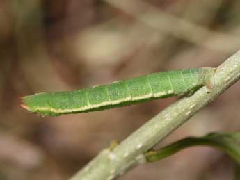  Chenille de Xenochlorodes olympiaria H.-S. - Philippe Mothiron