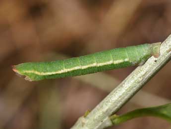  Chenille de Xenochlorodes olympiaria H.-S. - Philippe Mothiron