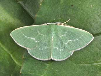 Xenochlorodes olympiaria H.-S. adulte - Philippe Mothiron