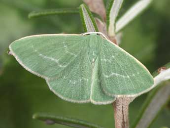 Xenochlorodes olympiaria H.-S. adulte - Philippe Mothiron