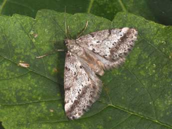 Eumannia oranaria Stgr adulte - ©Philippe Mothiron