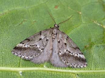 Eumannia oranaria Stgr adulte - ©Lionel Taurand