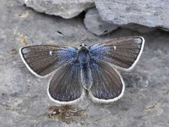 Agriades orbitulus Prun. adulte - Jean-Franois Maradan