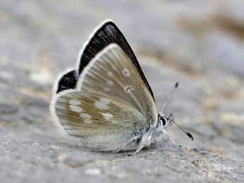 Agriades orbitulus Prun. adulte - ©Jean-Franois Maradan