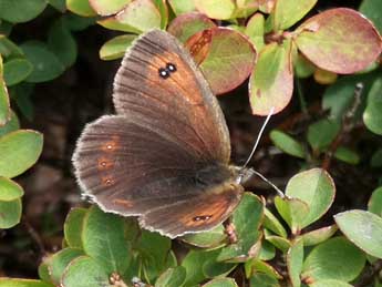 Erebia ottomana H.-S. adulte - Philippe Mothiron