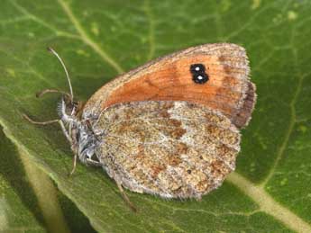 Erebia ottomana H.-S. adulte - Philippe Mothiron