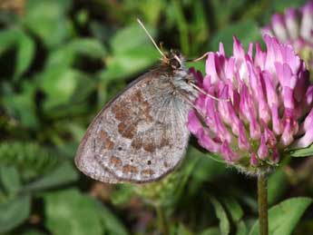 Erebia ottomana H.-S. adulte - ©Philippe Mothiron