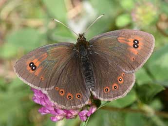 Erebia ottomana H.-S. adulte - Philippe Mothiron