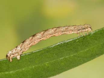  Chenille de Xanthorhoe oxybiata Mill. - Heiner Ziegler