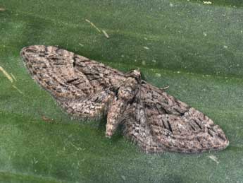 Eupithecia oxycedrata Rbr adulte - Philippe Mothiron