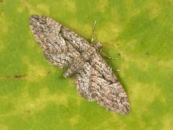 Eupithecia oxycedrata Rbr adulte - ©Philippe Mothiron