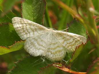 Idaea pallidata D. & S. adulte - Jean-Pierre Lamoline