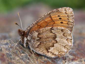 Erebia pandrose Bkh. adulte - Lionel Taurand